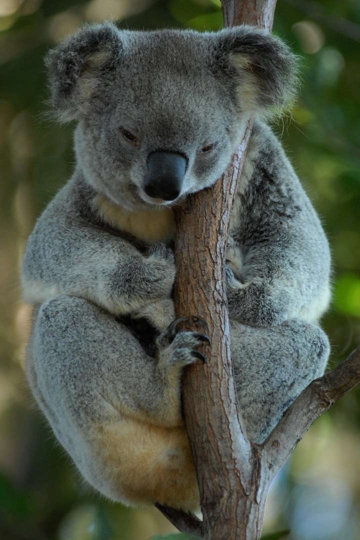australia-699228_1920