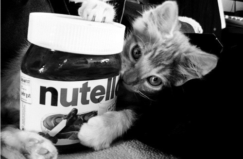 Cat_and_nutella