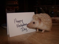 hedgehog